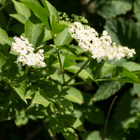 Holunderblüten geschnitten Bio (250g)