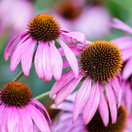 Sonnenhutkraut aus der Echinacea Pflanze geschnitten (100g)