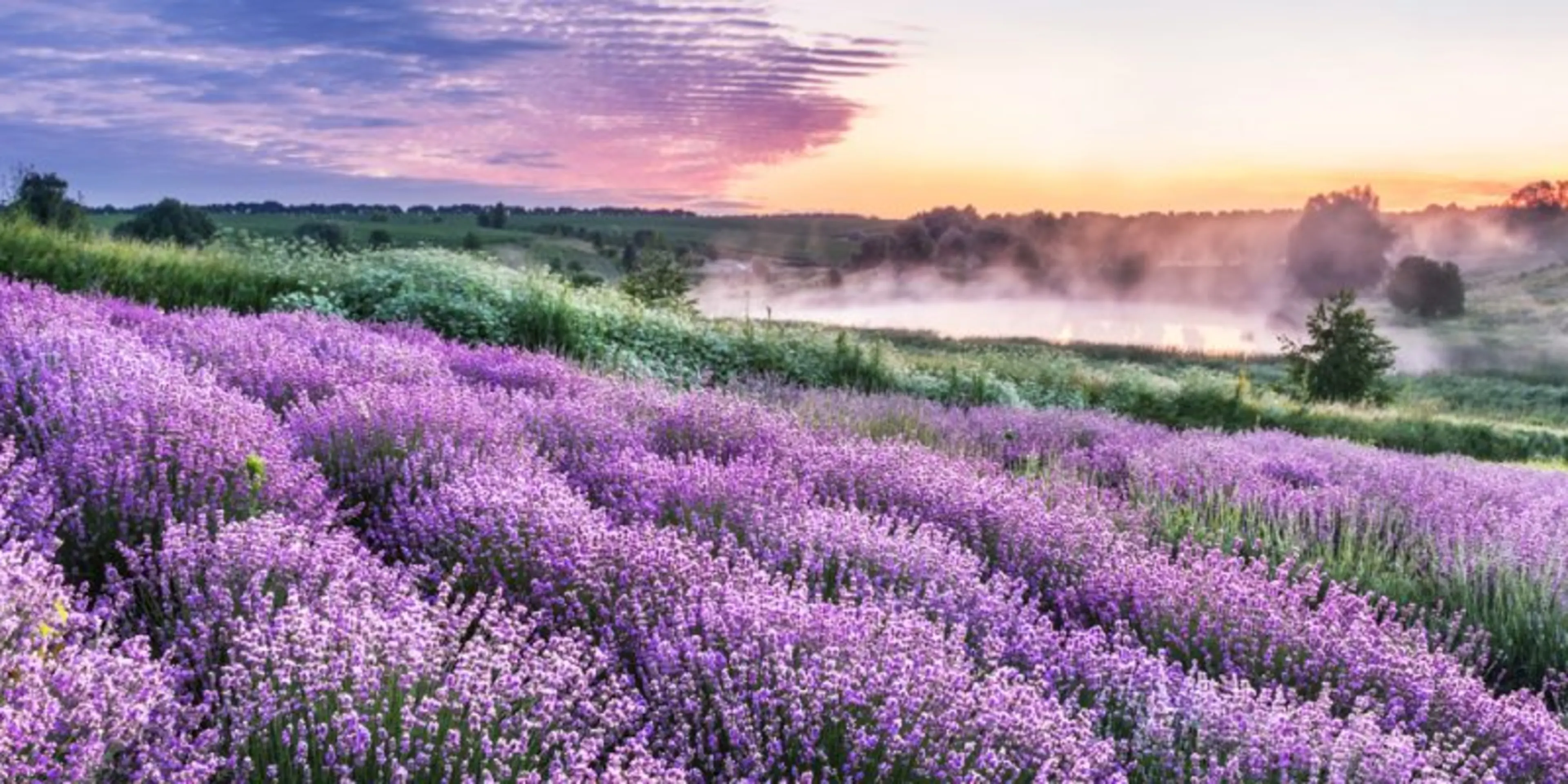 Kräuter der Provence
