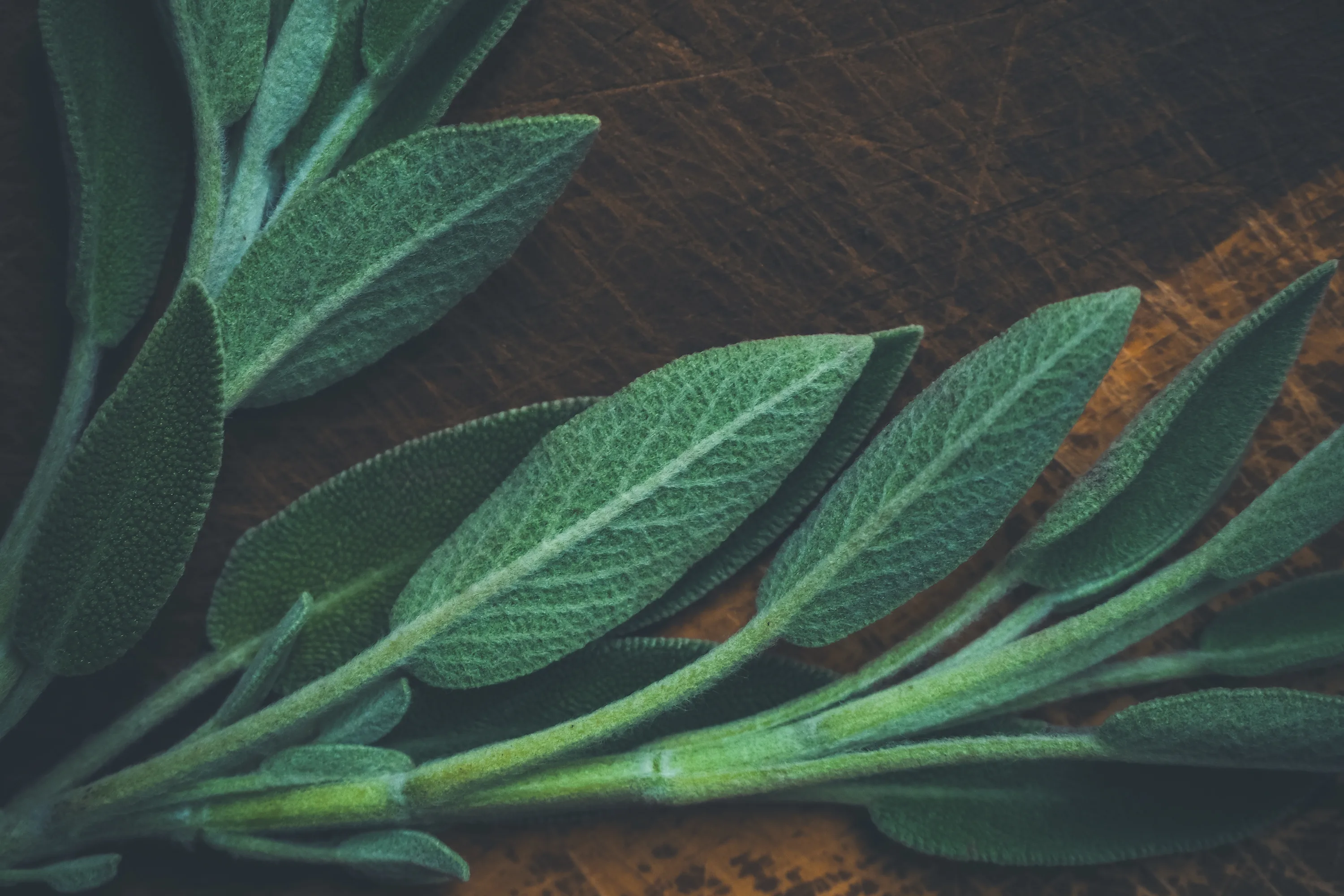 Close up of sage leaves on a wooden background